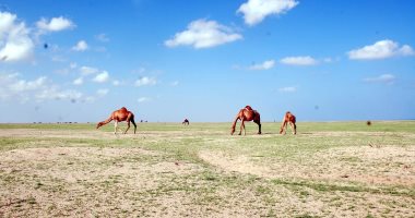 الجنوب الجميل.. 15 صورة ترسم جمال الطبيعة بأودية حلايب وشلاتين