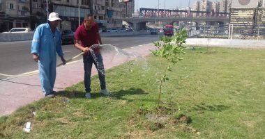 زراعة 1180 شجرة فى الحدائق العامة وعلى المحاور الرئيسية بالإسكندرية