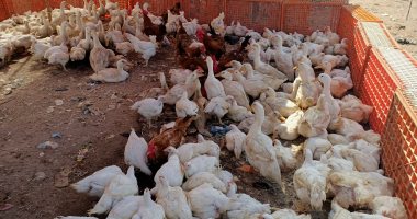 استقرار أسعار الدواجن فى مصر اليوم عند 37 جنيها للمستهلكين