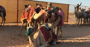 مهرجان سباق الهجن بالعلمين ينعش سوق الإبل فى مصر.. 900 جمل تهدى ملاكها جوائز مالية قيمة.. واثنين من الجمال المصرية يتخطى سعرها حاجز 1.5 مليون جنيه وتتأهل لخوض سباقات فى ميادين الخليج.. صور