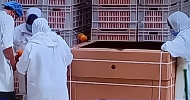 أستاذ اقتصاد زراعى: مصر تنتج 20 مليون طن فاكهة و25 مليون طن خضروات فى العام