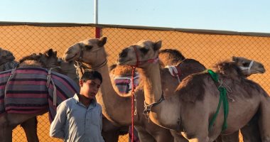 (صبر الجمال) كواليس سباق الهجن في العلمين.. إثارة وتميز وتحد لتحقيق المجد