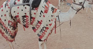 تفاصيل حكاية "فعايل "و"نوايا" أغلى وأقوى هجن السباقات المصرية.. صور