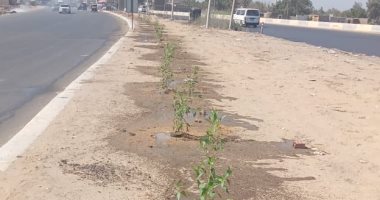 محافظة الغربية تزرع 1238 شجرة بالطرق العامة والميادين.. صور