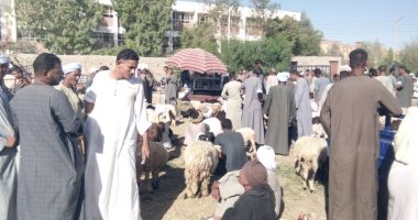 لجان الطب البيطرى بالأقصر تحصن المواشى فى سوق أبو قليعى بمدينة أرمنت.. صور