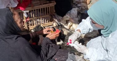 بيطرى الأقصر: لجان مكثفة بالأسواق للتقصي النشط والترصد لمرض أنفلونزا الطيور