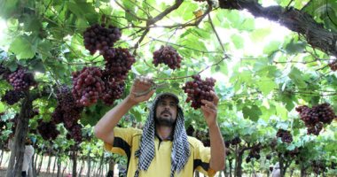 "عناقيد الدهب ملت الغيطان".. محصول العنب يزين مزارع وادى النطرون