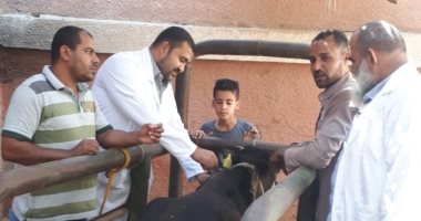 تحصين 105 آلاف رأس ماشية ضد الحمى القلاعية والوادى المتصدع بالفيوم