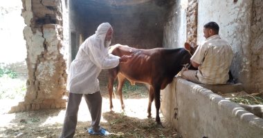 اقتصاد أهل الصعيد.. حملات تحصين المواشى ضد الحمى القلاعية والوادى المتصدع تجوب الأقصر.. فحص 42081 رأس ماشية.. عقد 150 ندوة توعوية لمربي المواشي بالقرى.. وحملات مكثفة لإحكام الرقابة بالأسواق في أرمنت والحبيل