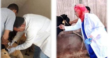 تحصين 443 ألف و299 رأس ماشية من مرض الحمى القلاعية والوادى المتصدع بالشرقية