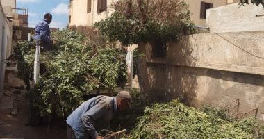 تطوير ورفع كفاءة صينية برج العرب القديم بمبادرة "100 مليون شجرة" بالإسكندرية
