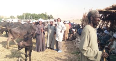 لجنة من الطب البيطرى تقود جولة للمرور على سوق أبو قليعي للمواشي بأرمنت.. صور