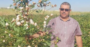 الذهب الأبيض.. بداية موسم جنى القطن ترسم البسمة على وجوه المزارعين.. صور