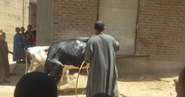 الطب البيطرى يحصن المواشى ضد الحمى القلاعية والوادى المتصدع بالأقصر.. صور