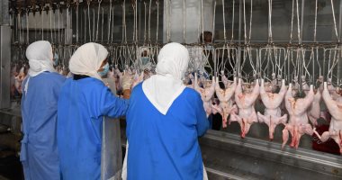 طرح 40 ألف دجاجة بأسعار مخفضة في قنا.. اعرف التفاصيل