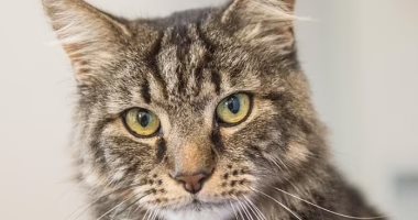 "cat translator".. تطبيق جديد يُمكن الحيوانات الأليفة من التحدث إلى مالكيها