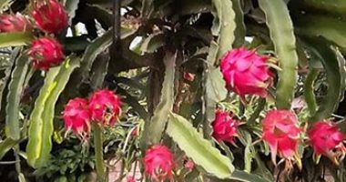 دراسات تكشف المزيد عن فوائد فاكهة التنين الغريبة 
