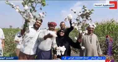 أستاذ اقتصاد زراعى لـ"إكسترا نيوز": القطن يستعيد عرشه ويزيد من الدخل