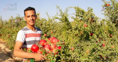 أحمر الخدين يزين حدائق العلمين.. جنى ثمار الرمان يرسم البهجة على وجوه المزارعين