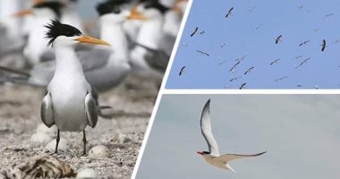انطلاق موسم مرور الطيور المهاجرة على المحميات الطبيعية فى مسار رحلتها من أوروبا لأفريقيا.. البحر الأحمر إحدى المحطات الرئيسية لتوافر الغذاء.. امتلاء سماء الغردقة ورأس غارب والمناطق الشمالية باللقلق الأبيض.. صور