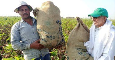 الذهب الأبيض يضىء حقول جلبانة.. انطلاق موسم جنى القطن بالقنطرة شرق