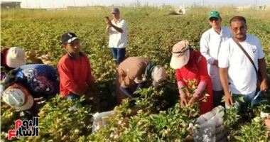 اللوز فتح فى الغيطان..محصول القطن يرسم البهجة على وجوه المزارعين