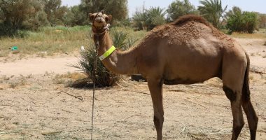 بعد شائعة إصابة لاعبي فرنسا.. كل ما تريد معرفته عن أنفلونزا الإبل