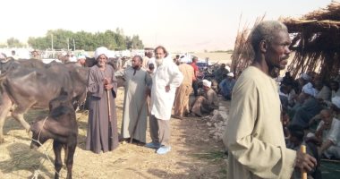 الطب البيطرى بالأقصر تواصل تنظيم اللجان لتحصين المواشى فى الأسواق والقرى.. صور