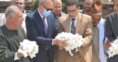 القطن نور فى الحقول.. حصاد الذهب الأبيض بمزارع القليوبية