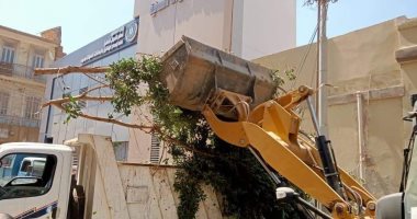 رفع آثار الشجرة الواقعة بمركز منوف في المنوفية وإعادة فتح الطريق