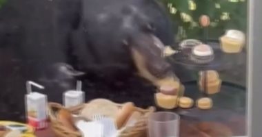 دب يقتحم حفلة عيد ميلاد طفل في ويست هارتفورد.. فيديو 