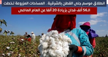 انطلاق موسم جنى القطن فى الشرقية بمساحات مزروعة تخطت الـ56 ألف فدان