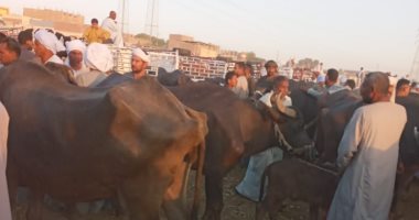 "بيطرى الأقصر" تحافظ على الثروة الحيوانية بلجان تحصين مكثفة فى الأسواق يومياً