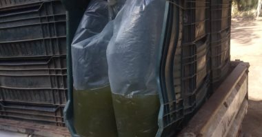 ضبط سيارة محملة بـ 6500 وحدة زريعة طوبار بكفر الشيخ.. صور