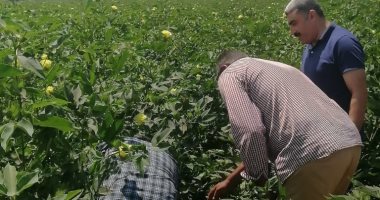 تجهيز 93 مجمعا لاستقبال محصول القطن على مساحة 107 آلاف فدان بكفر الشيخ 