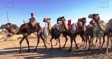 شمال سيناء تستعد لعودة مهرجانات الهجن.. سباق تنشيطى للجمال جوائزها مليون جنيه.. أمسيات شعرية ومعارض تجارية.. تخصيص أتوبيسات لنقل المشاهدين لمنصة المضمار.. و10 أتوبيسات لنقل الجماهير بالمجان.. صور