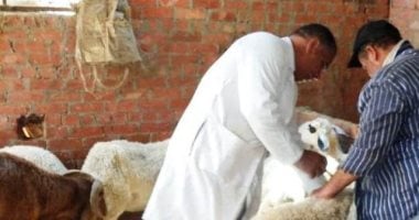تعرف على أعداد الأغنام والماعز التى تم تحصينها ضد مرض طاعون المجترات الصغيرة