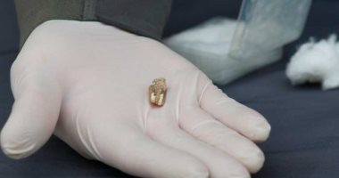 العثور على سن عمره 1.8 مليون سنة بجورجيا يكشف موطن البشر الأوائل فى أوروبا