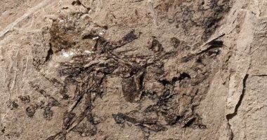 العثور على حفرية غريبة فى ولاية يوتا الأمريكية عمرها أكثر من 150 مليون عام