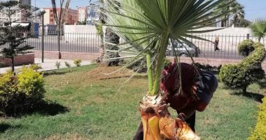 رفع كفاءة وتطوير 3 حدائق وميدان بحى المنتزه أول ضمن مبادرة 100 مليون شجرة