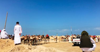 سباق الهجن واجهة الترفيه لأهالى سيناء.. صور