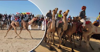 انطلاق أول سباق هجن بالسلوم غدا بمشاركة هجانة من مختلف محافظات مصر