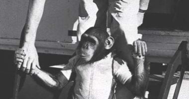 قصة موت قرد على صاروخ فضائى.. اعرف التفاصيل