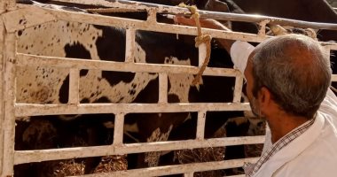 لجنة من بيطرى أرمنت تتابع سوق أبو قليعي لتحصين الماشية.. صور