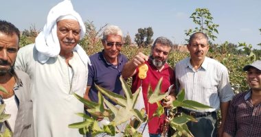 زراعة الشرقية ومعهد بحوث القطن: الاعتناء بالجنى أحد المحددات للكمية والرتبة