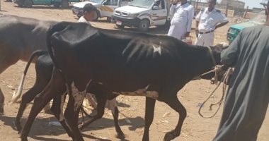 الطب البيطرى بالأقصر يشكل لجان فحص المواشى وتحصينها فى سوق إسنا.. صور