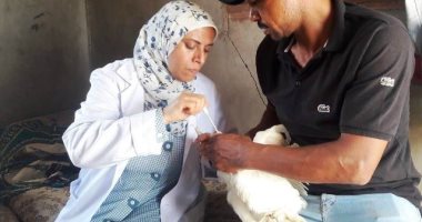 بيطرى الشرقية يُحصن 115 ألفا و590 طائرا ضد أنفلونزا الطيور والأمراض الوبائية