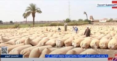 طويل التيلة وناعم الفتلة.. أستاذ زراعة يوضح ما يميز القطن المصرى عن باقى القطن فى العالم
