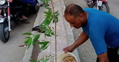 اتحضر للأخضر.. زراعة الأشجار المثمرة بأحياء وميادين المنيا.. توزيع 3 آلاف شجرة على الوحدات المحلية ببنى مزار.. المحافظ: التنسيق بين كافة الجهات لتشجير الطرق الرئيسية والفرعية والصحراوية.. وديرمواس تزرع 981 شتلة