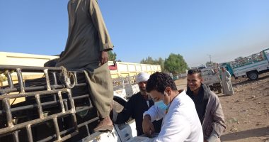 لجان وحملات بيطرى الأقصر تستكمل تحصين المواشي فى سوق الحبيل.. صور